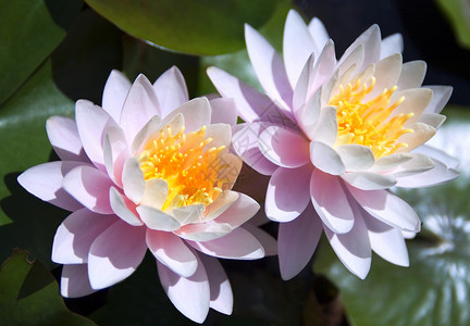 湿地池塘绿色植物群粉色百合植物叶子环境盆地黄色高清图片