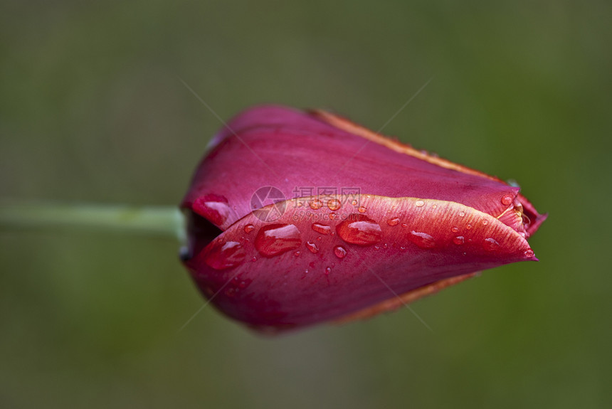 红色郁金图花束场地植物群蓝色季节美丽公园花朵植物花瓣图片