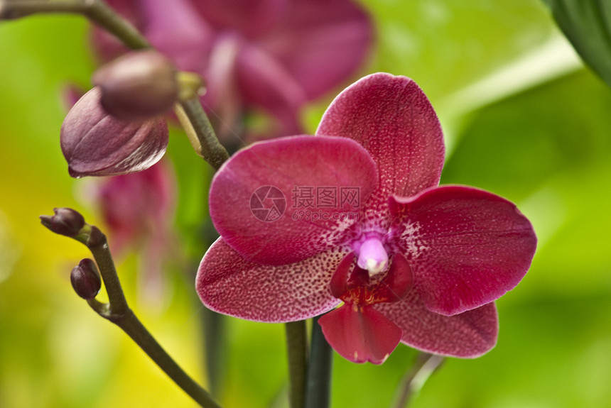 红色兰花脆弱性花束情调植物群植物花园花瓣叶子异国热带图片