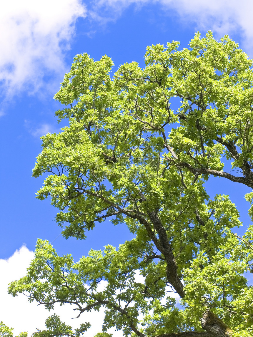 最老的橡木木头树木蓝色森林力量枝条生长天空植物叶子图片