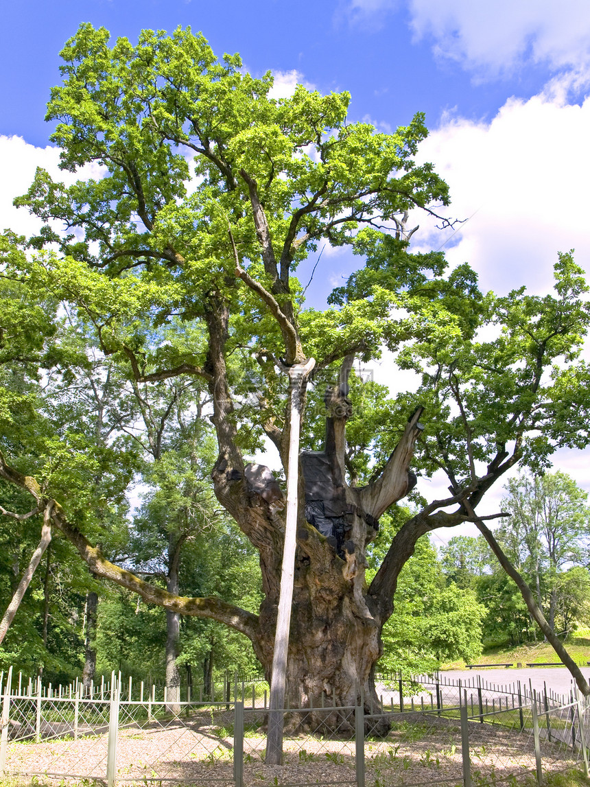 最老的橡木植物孤独公园森林绿色力量木头树木叶子生长图片