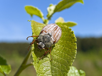 切发植物昆虫叶子甲虫臭虫生物学环境野生动物寄生高清图片