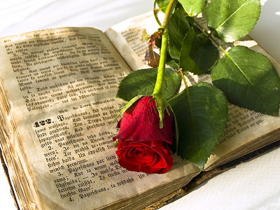 玫瑰婚礼圣经经文花朵红色精神宗教背景