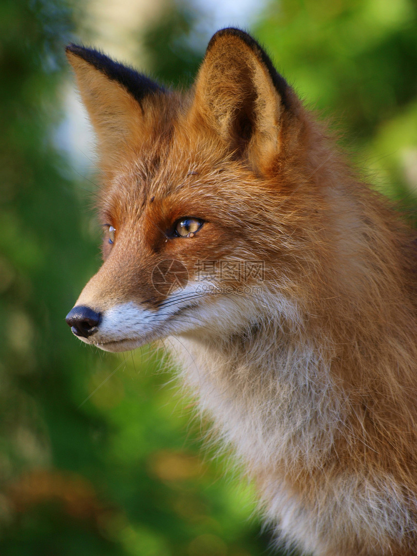 红狐狸荒野眼睛毛皮胡须打猎森林牙齿捕食者猎人红色图片