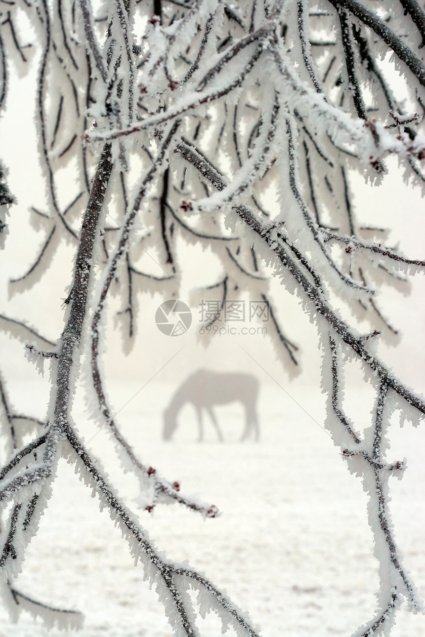 冬天马匹季节植物冻结寒意季节性农村白色水晶牧场农场图片