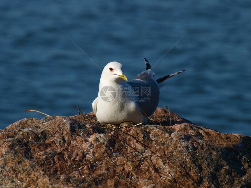 海鸥支撑白色野生动物天空飞行阳光海岸航班海滩羽毛图片