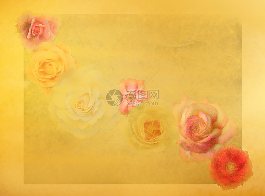 古老的玫瑰花 在土黄色丰富多彩背景上红色玫瑰花朵粉色黄色图片