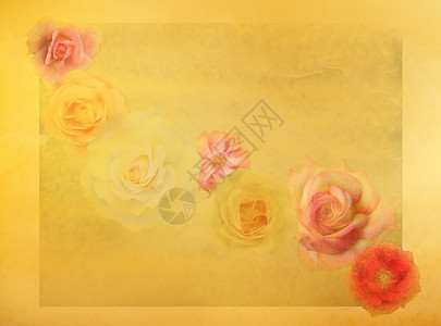 古老的玫瑰花 在土黄色丰富多彩背景上红色玫瑰花朵粉色黄色背景图片