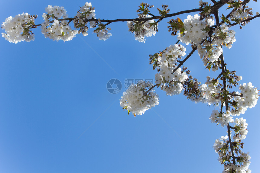 白樱花和春天的蓝天空图片