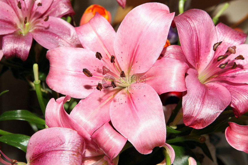 Lily 鲜花纹理图片