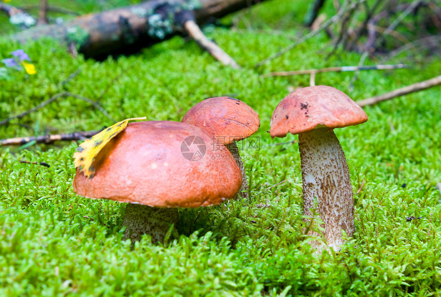 3个橙椰子蘑菇图片