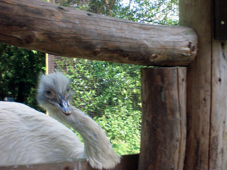 鸵鸟好奇心愤怒鸟类脖子动物园农场公园动物眼睛羽毛图片