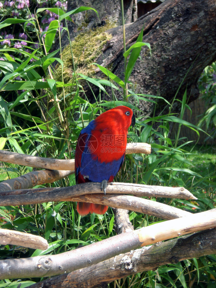 鹦鹉鸟动物园雨林栖息羽毛金子鹦鹉热带蓝色宠物荒野图片