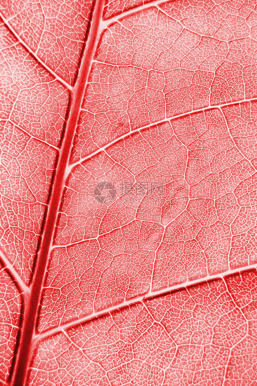 抽象的彩色叶纹理墙纸红色生物学宏观树叶图片