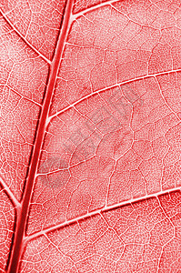 抽象的彩色叶纹理墙纸红色生物学宏观树叶背景图片
