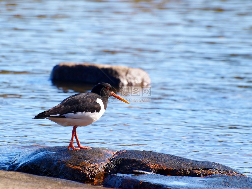 牡蛎捕食器涉水鸟类海滨橙子野生动物羽毛海滩岩石翅膀支撑图片
