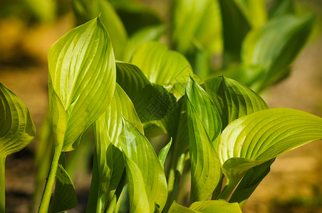 春叶植物环境绿色新生活叶子背景图片