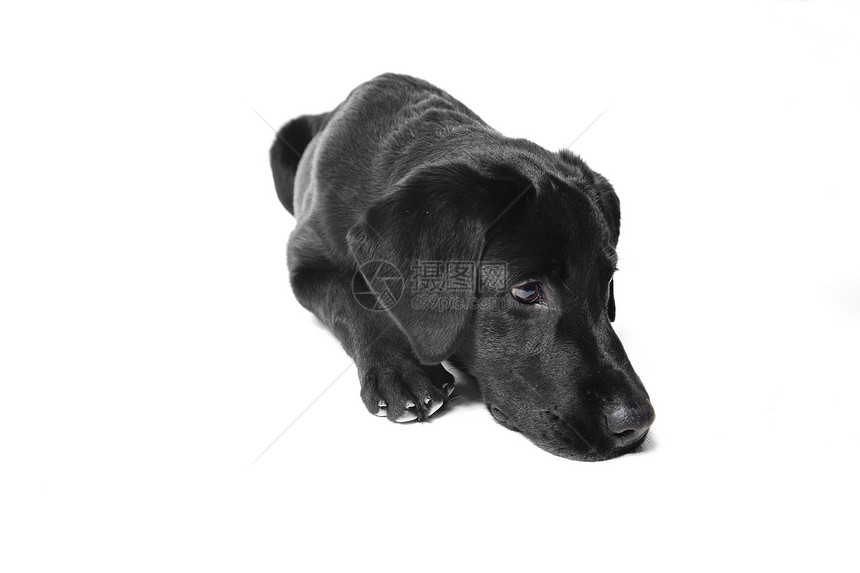黑黑狗犬图片