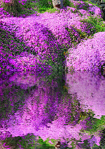 带鲜花的草地反射植物绿色场地紫色背景图片