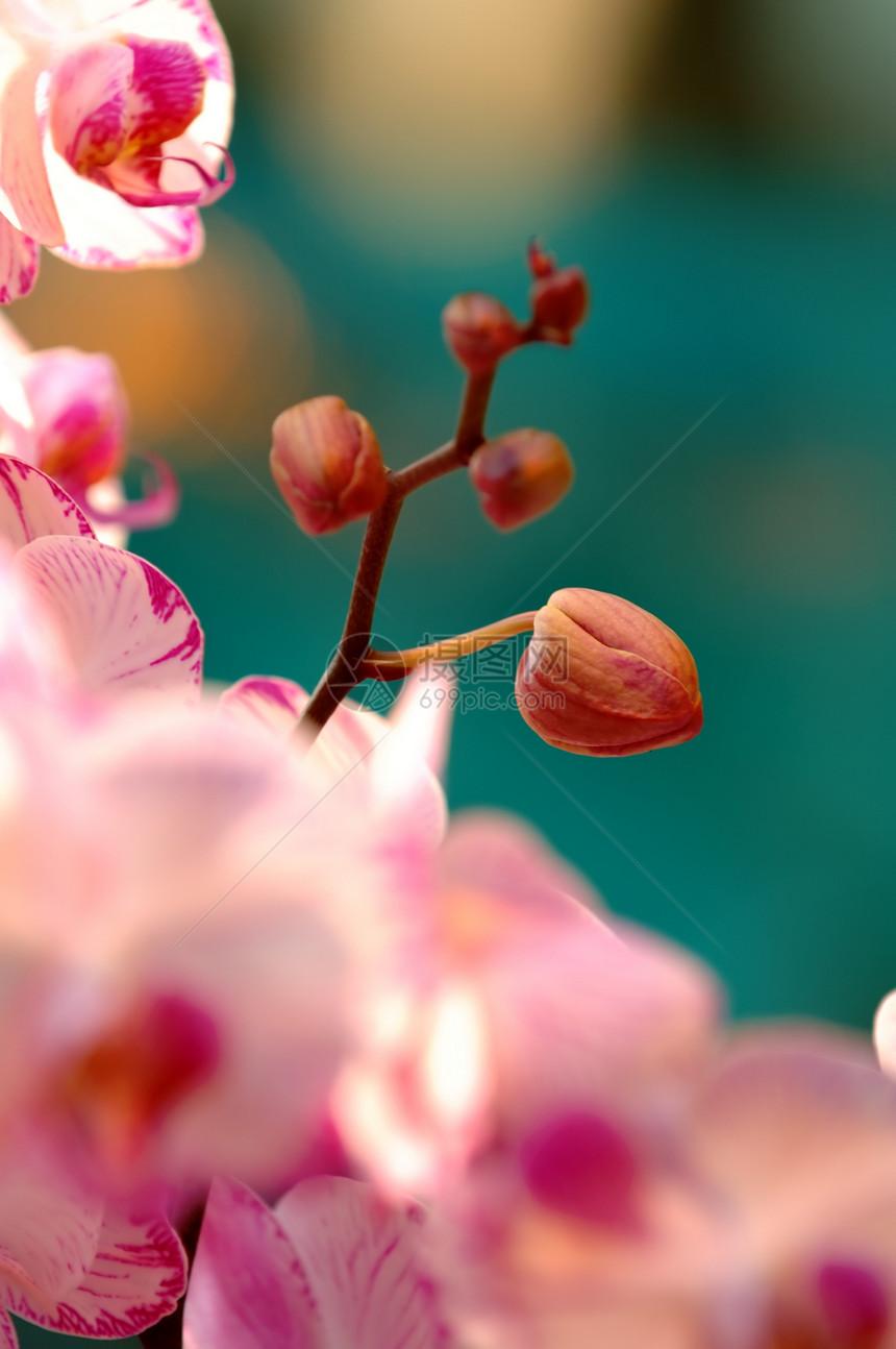 白兰花叶子草本植物花园园艺雌蕊热带植物学花萼荒野芦荟图片