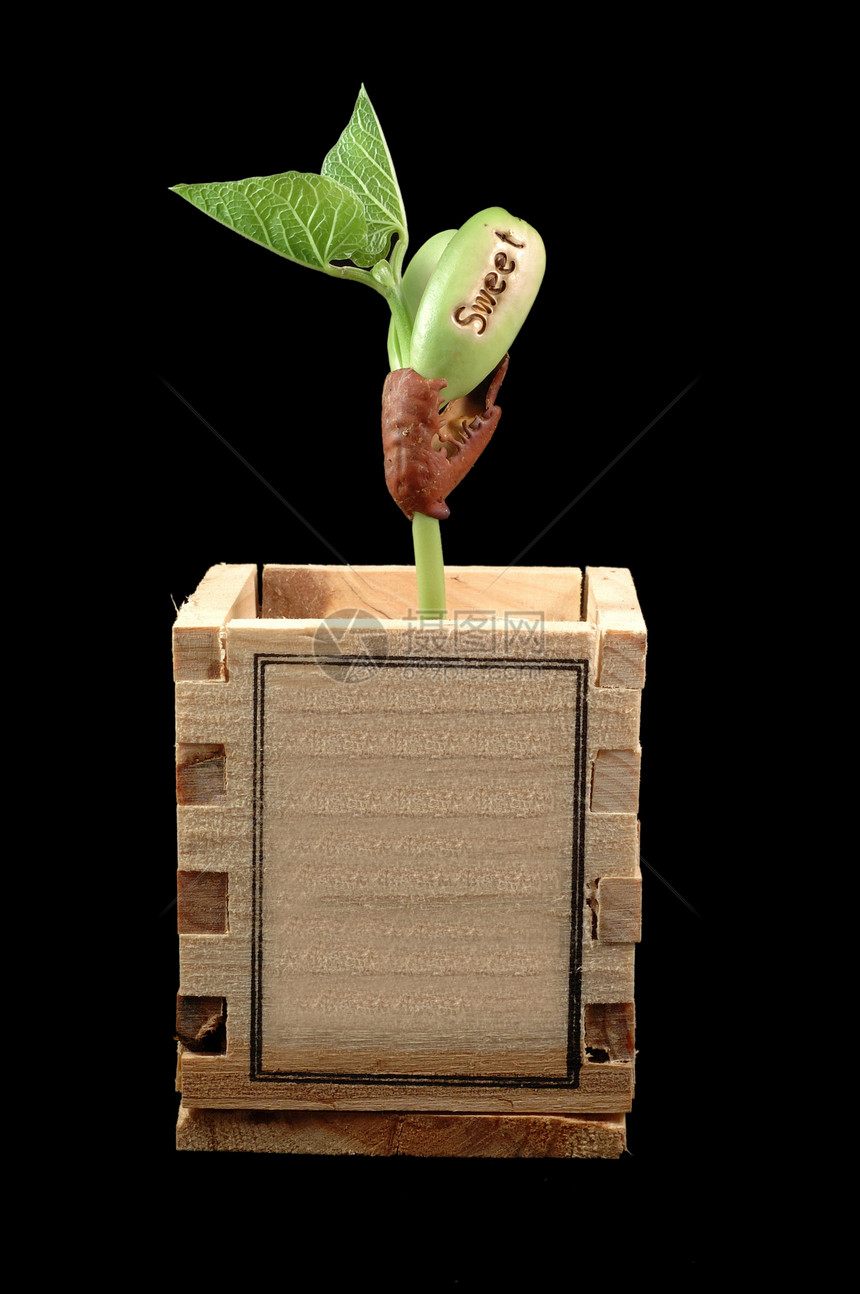 成长豆豆拉伸叶子生态植物学盒子花瓶静脉栽培植物增殖图片