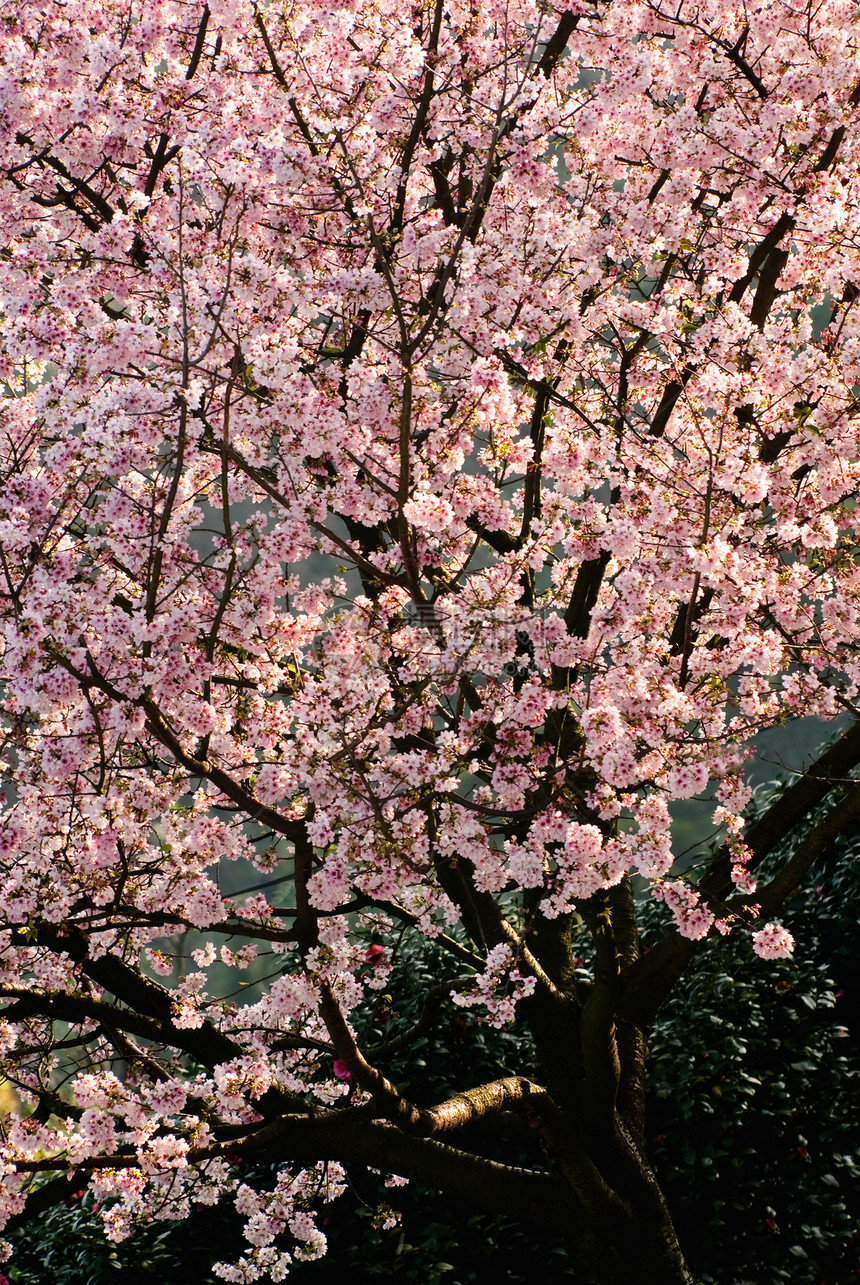 樱树场景农业植物花瓣植物群叶子樱花季节植物学李子图片