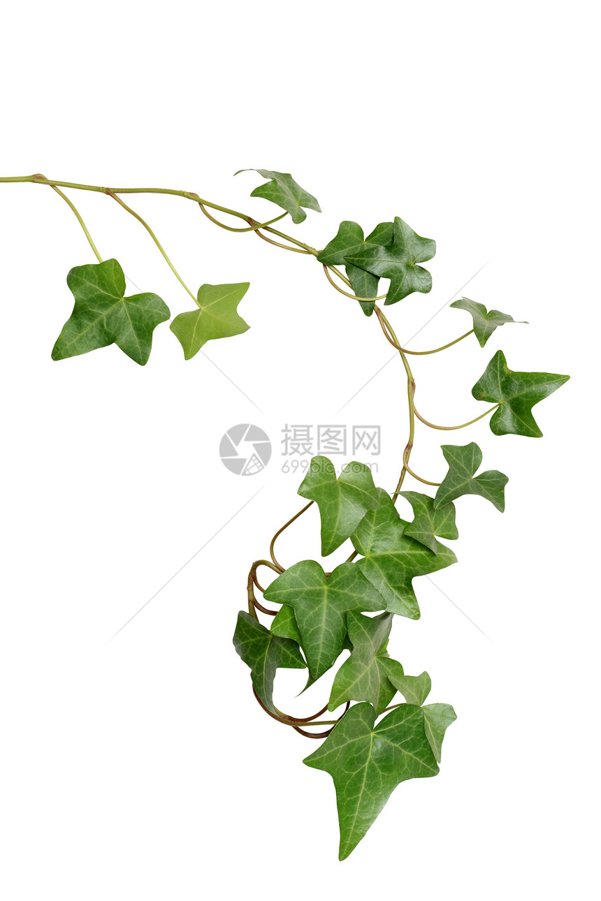 绿色常春藤衬套植物设计家庭元素叶子爬山虎生长园艺图片