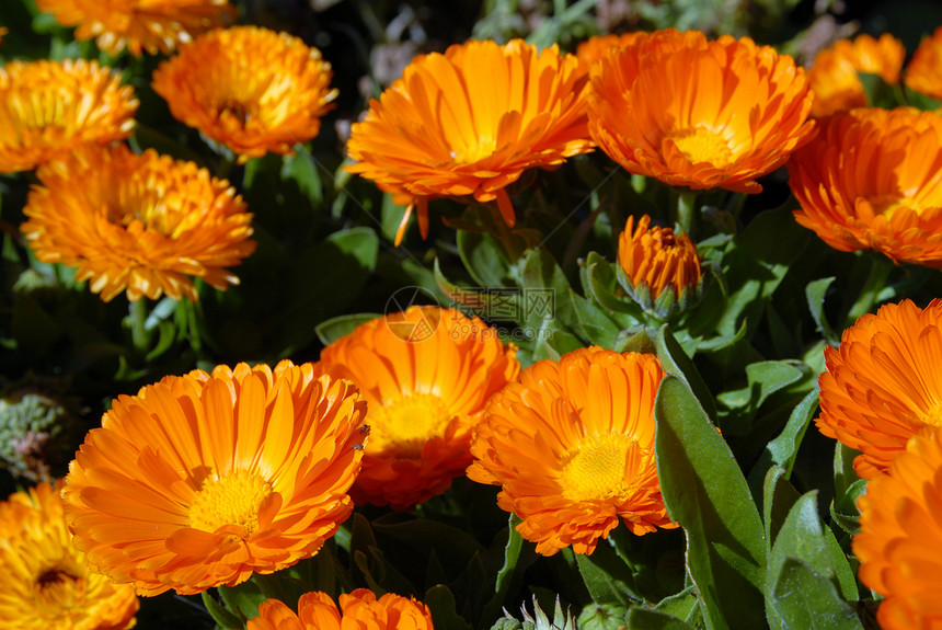 橙色花朵红色橙子场地向日葵花园万寿菊草地中医翅膀墙纸图片