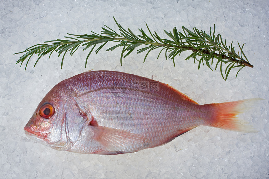 压碎冰面上的单一单生海豚鱼立方体食物鼻子草本植物鲷鱼动物眼睛迷迭香营养海鲜图片