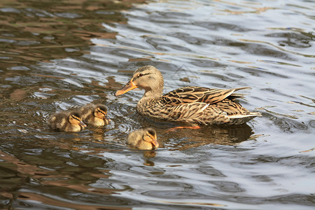 小鸭子游泳鸭和鸭母动物母亲羽毛眼睛游泳反射鸭子家庭翅膀嘎嘎背景