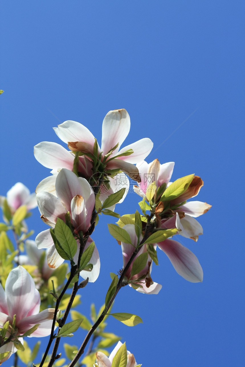 木兰树发芽粉色国家花朵树木乡村香味图片