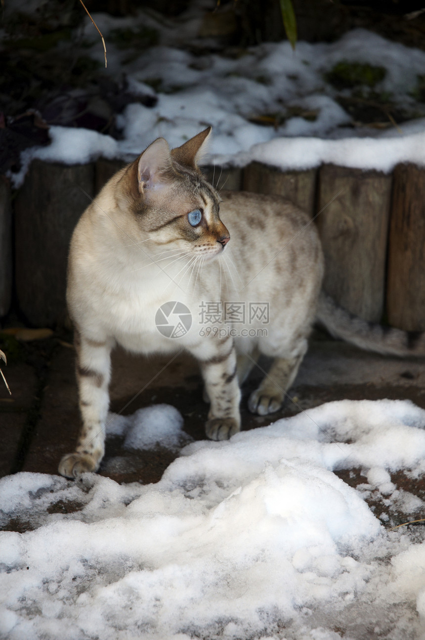 Bengal 猫白色眼睛家畜小猫宠物纯种猫蓝色毛皮图片