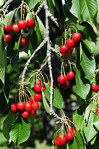 树上的樱桃水果农业食物分支机构树叶花园收成园艺红色背景图片