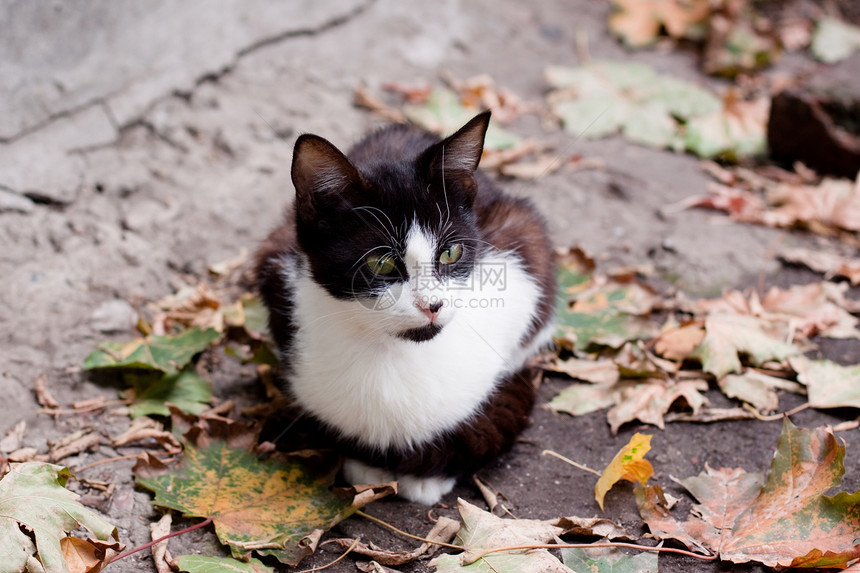 猫咪坐在路上动物树叶灰色宠物压力沥青白色小猫姿势绿色图片