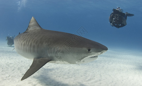 观察虎鲨组织高清图片