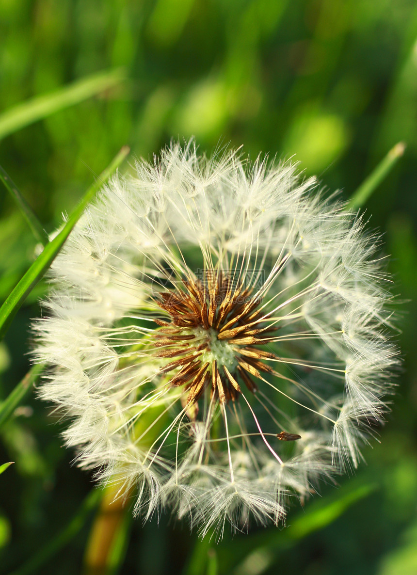 特写 dandelion生活宏观植物群草地植物荒野植物学杂草美丽生长图片