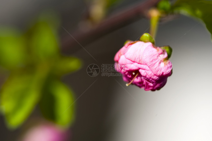 开花叶子植物群粉色植物学花园宏观图片