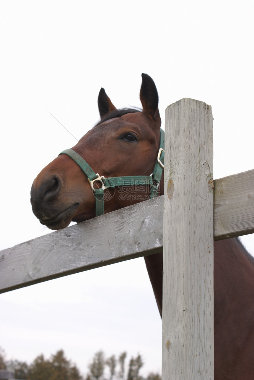 马在栅栏的马牧场哺乳动物天空棕色家畜农场马术良种图片