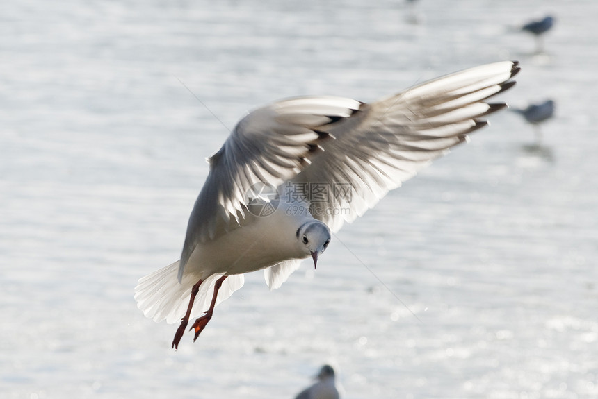 飞行海鸥背光荒野海鸟蓝色羽毛射线空气精神动物钓鱼图片
