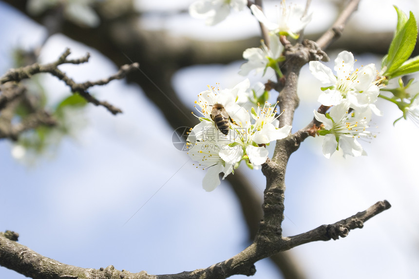 蜜蜂和鲜花花粉翅膀天空植物学飞行荒野花蜜叶子植物群晴天图片