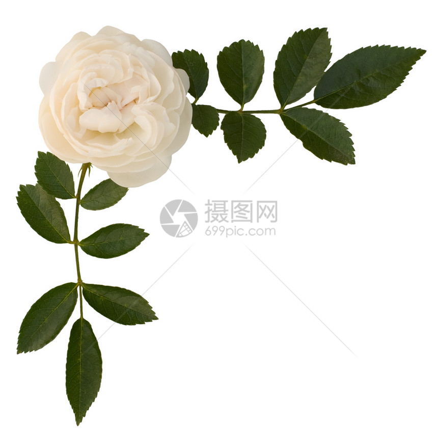 茶玫瑰香叶子小枝植物树叶玫瑰绿色美丽植物群花朵奶油图片