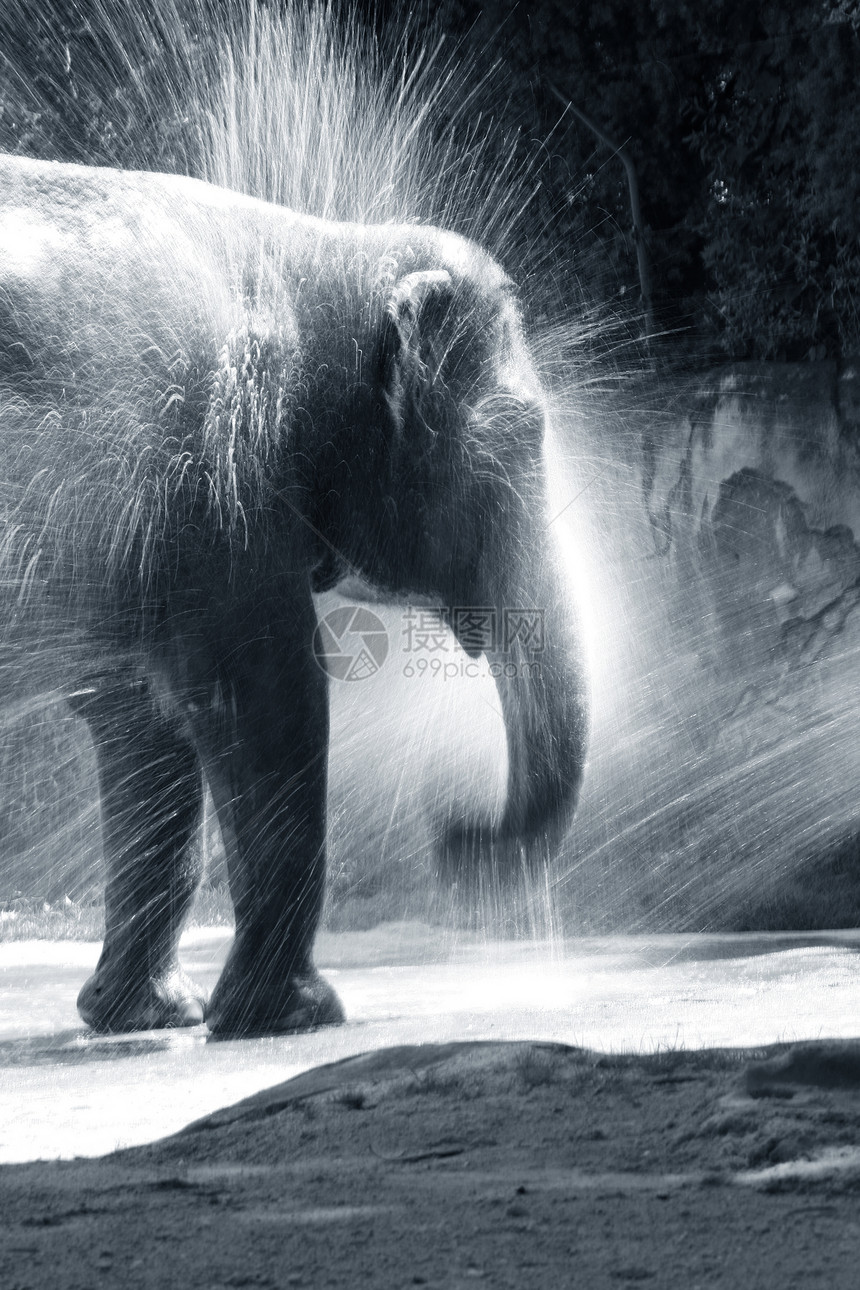 大象淬火耳朵树干动物群口渴野生动物栖息地灰尘象牙场地图片