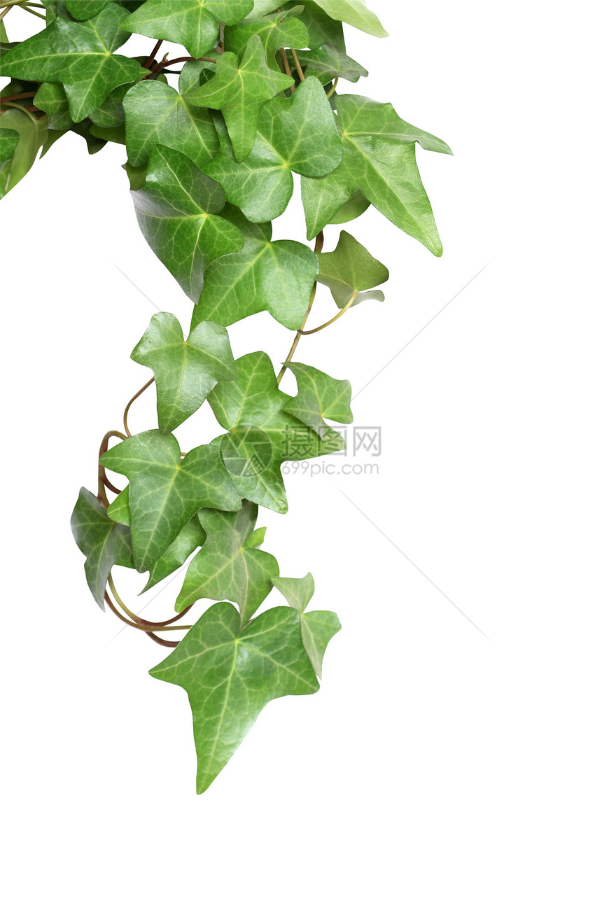 绿色常春藤叶子衬套爬山虎生长元素家庭设计园艺植物图片