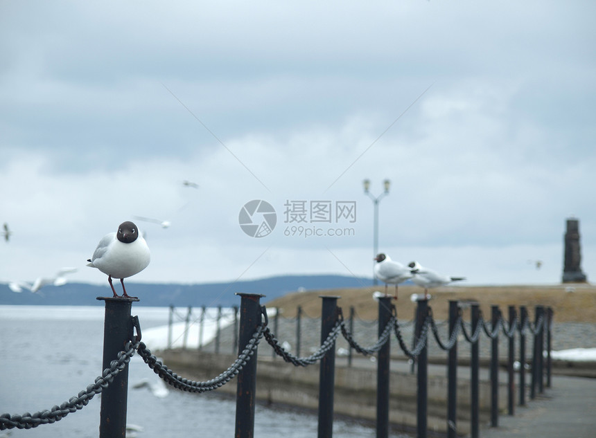 海鸥在栅栏上图片