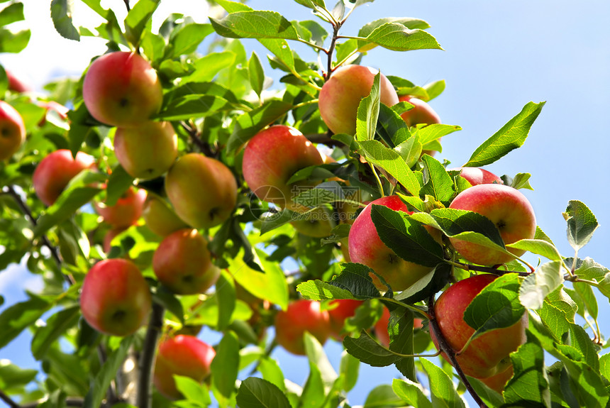 树上的苹果花园采摘红色果园植物收成晴天水果蓝色天空图片