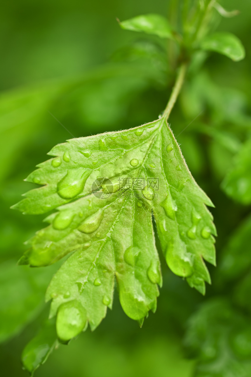 特写绿叶静脉活力植物对角线叶子花园宏观图片