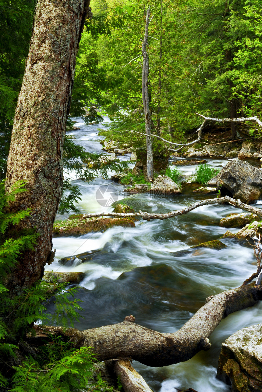 穿过森林的河流树木溪流巨石生态流动环境晴天急流林地蓝色图片