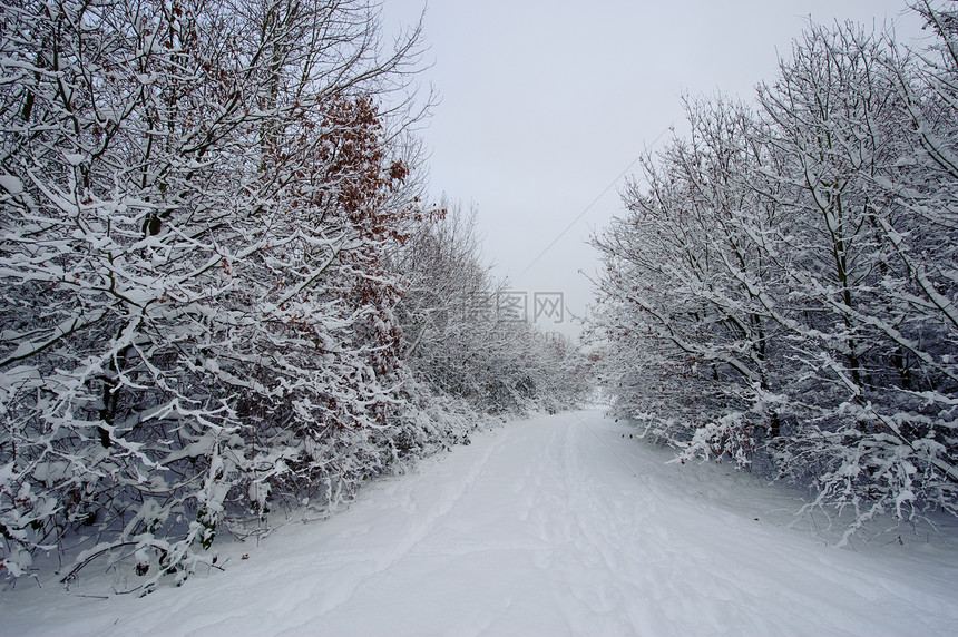 通过积雪路径季节人行道森林白色植物小路图片