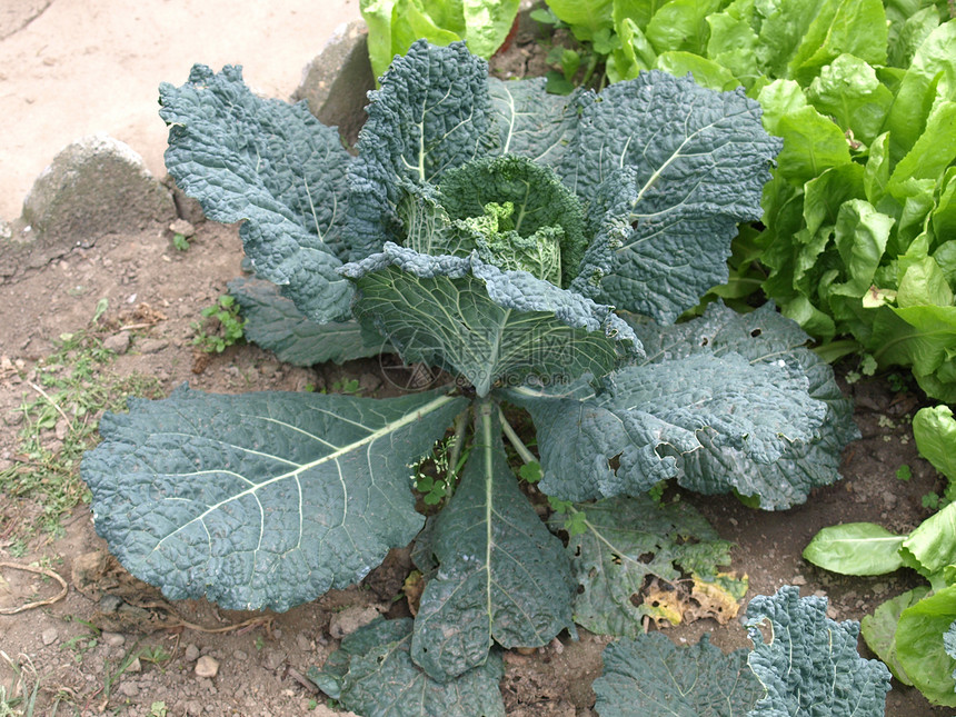 镇菜园艺植物生物农业食物蔬菜图片