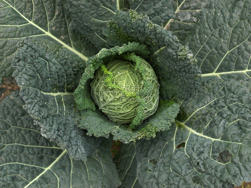 镇菜食物园艺农业植物生物蔬菜图片